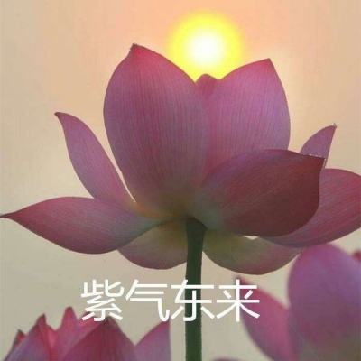 斗罗主宰游戏